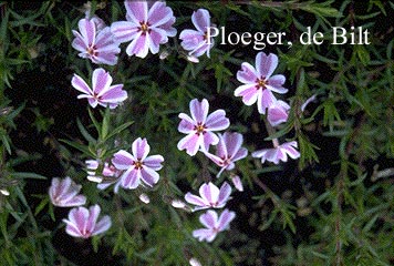 Phlox subulata 'Candy Stripes'