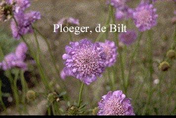 Scabiosa columbaria 'Butterfly Blue'