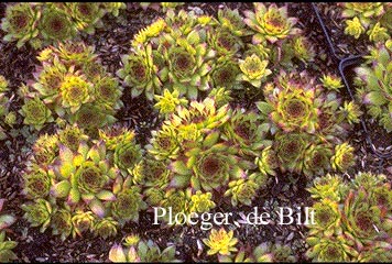 Sempervivum tectorum 'Mettenianum'