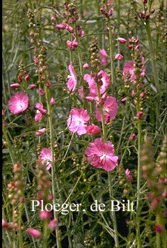 Sidalcea 'Rosanna'