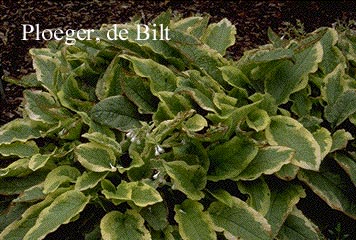 Symphytum grandiflorum 'Goldsmith'