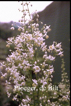 Thalictrum delavayi 'Album'