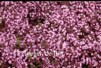 Thymus praecox 'Pink Chintz'