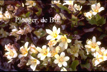 Tricyrtis hirta 'Miyazaki'