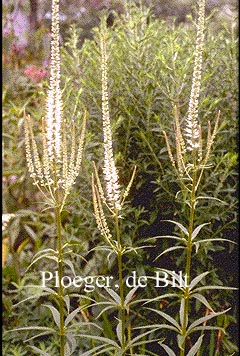 Veronicastrum virginicum 'Diana'