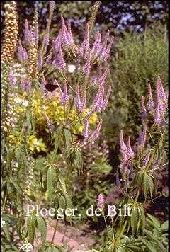 Veronicastrum virginicum 'Fascination'