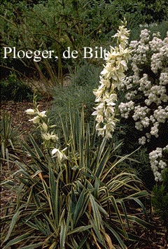 Yucca filamentosa 'Bright Edge'