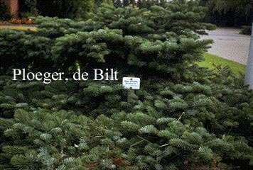 Abies amabilis 'Spreading Star'