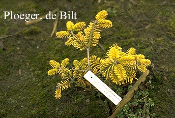 Abies nordmanniana 'Golden Spreader'