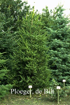 Abies pinsapo
