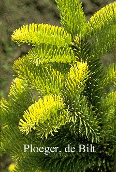 Abies pinsapo 'Aurea'