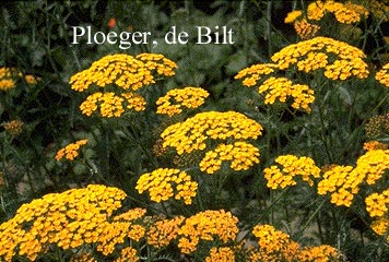 Achillea 'Terracotta'