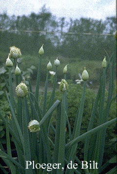 Allium fistulosum