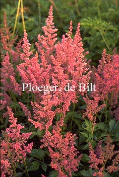 Astilbe 'Mainz'