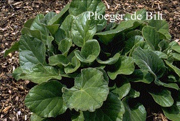 Bergenia ciliata