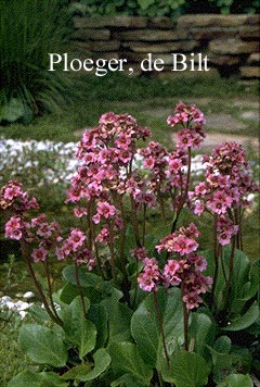 Bergenia purpurascens