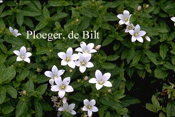 Campanula lactiflora 'White Pouffe'