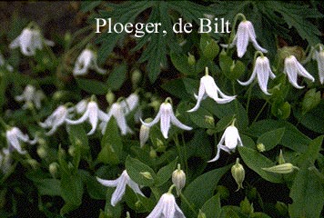 Clematis integrifolia 'Alba'