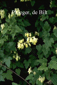Clematis rehderiana
