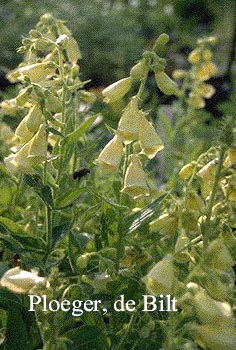 Digitalis grandiflora 'Carillon'