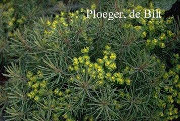 Euphorbia cyparissias 'Clarice Howard'