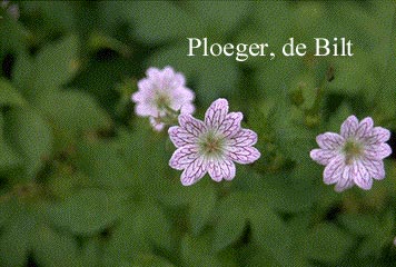 Geranium versicolor