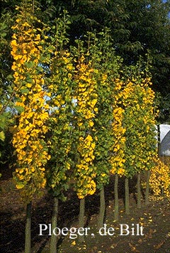 Ginkgo biloba 'Tremonia'