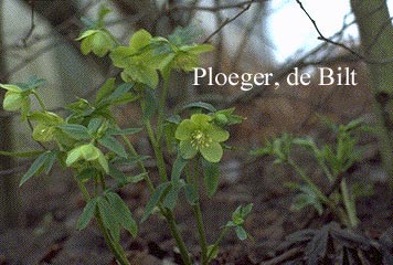 Helleborus dumetorum