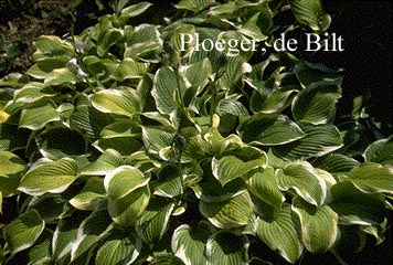 Hosta 'Shade Fanfare'