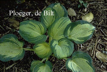 Hosta sieboldiana 'Great Expectations'