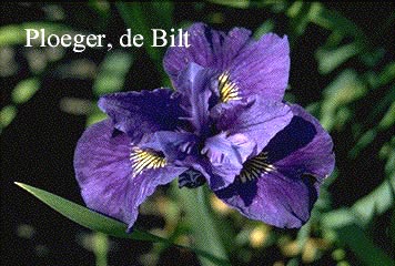 Iris sibirica 'Ruffled Velvet'