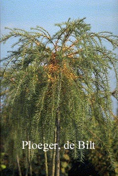 Larix kaempferi 'Pendula'