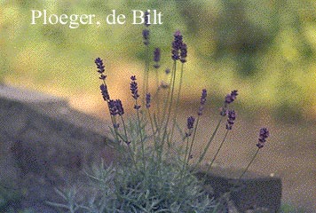 Lavandula angustifolia 'Hidcote'