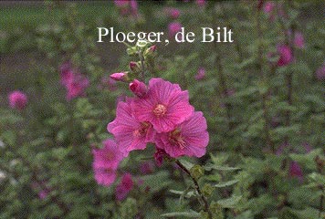 Lavatera 'Bredon Springs'