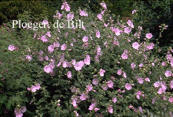 Lavatera 'Candy Floss'