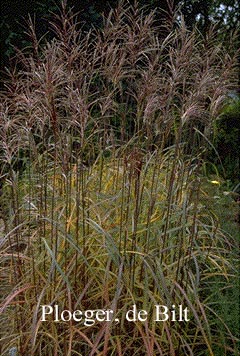 Miscanthus sinensis 'Ferner Osten'