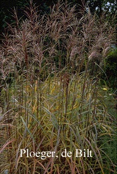 Miscanthus sinensis 'Ferner Osten'