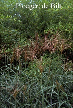 Miscanthus sinensis 'Malepartus'