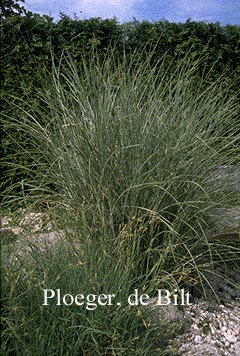 Miscanthus sinensis 'Morning Light'