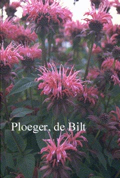 Monarda 'Balance' (74546)