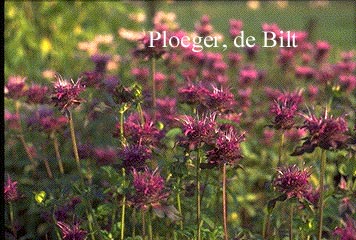 Monarda 'Scorpion'