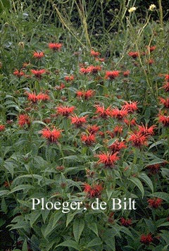 Monarda 'Squaw'