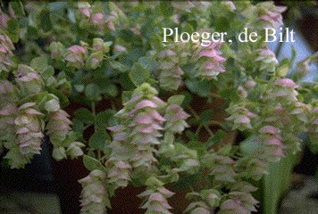 Origanum rotundifolium 'Kent Beauty'