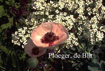 Papaver orientale 'Karine'
