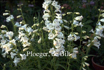 Penstemon 'White Bedder'