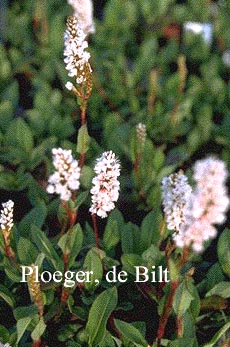 Persicaria affinis