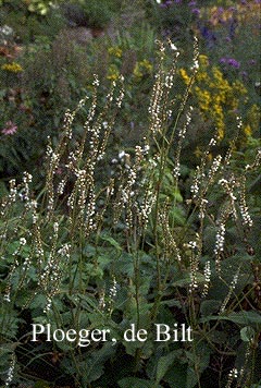 Persicaria amplexicaulis 'Alba'