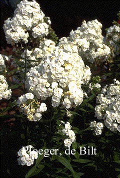 Phlox 'David' (Paniculata Group)