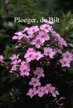 Phlox 'Lichtspel' (Paniculata Group)