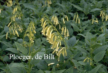 Phygelius aequalis 'Yellow Trumpet'